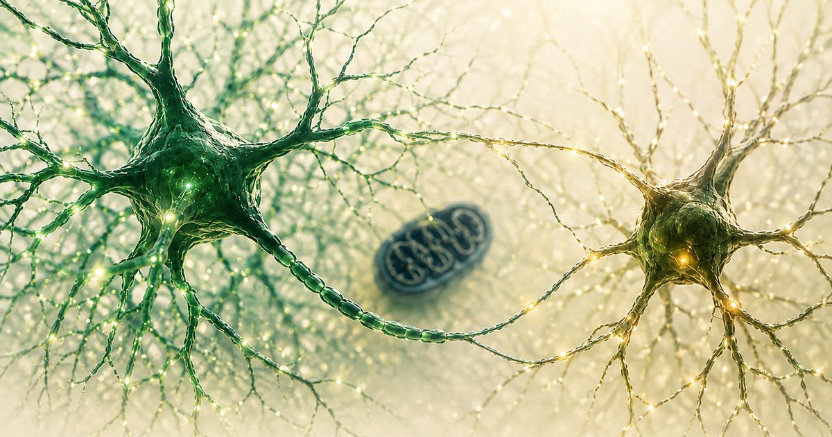 BDNF et NGF : plasticité cérébrale et neurotrophines