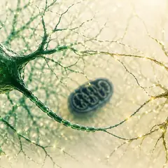 BDNF et NGF : plasticité cérébrale et neurotrophines