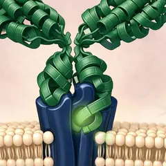 Covid long et auto-immunité : auto-anticorps