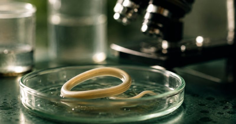 Vue microscopique d'Ascaris lumbricoides — nématode parasite humain utilisé dans la recherche sur l'hygiène helminthique