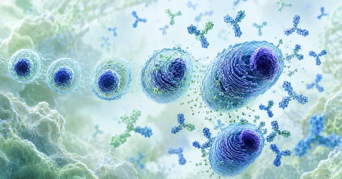 Schéma représentant la différence entre lymphocytes circulants et anticorps immunoglobulines dans le bilan immunitaire