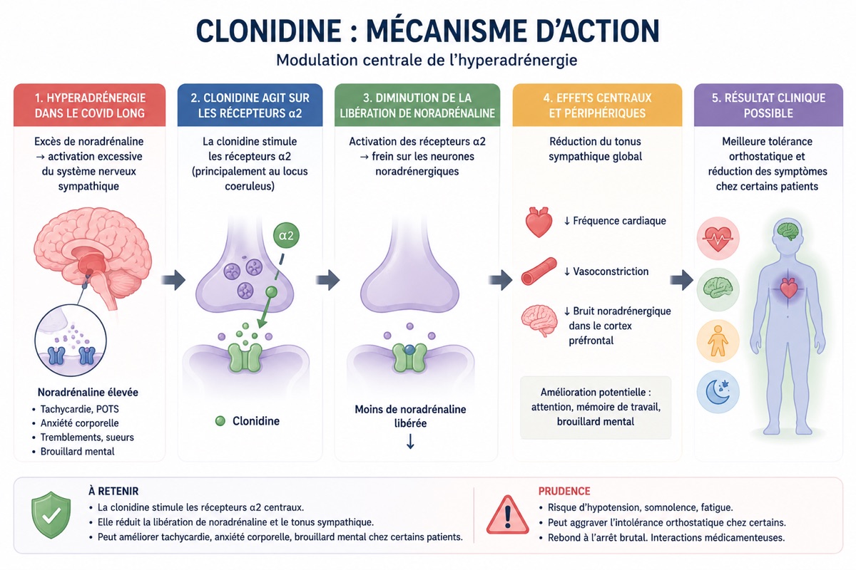 Schéma du mécanisme d'action de la clonidine : stimulation des récepteurs alpha-2 centraux, réduction de la libération de noradrénaline et modulation de l'hyperadrénergie
