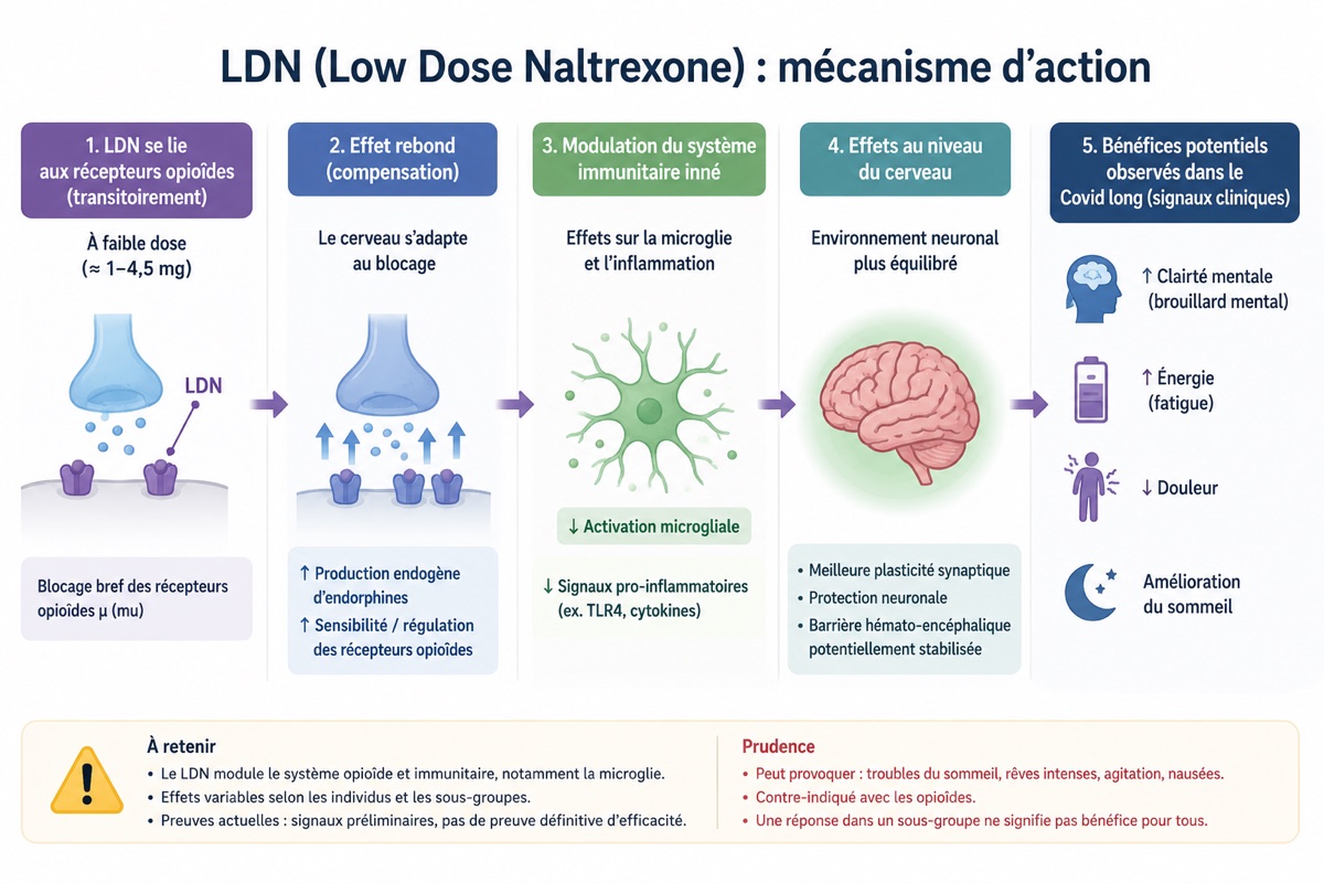 Schéma du mécanisme d'action potentiel de la naltrexone à faible dose : modulation transitoire des récepteurs opioïdes, microglie, inflammation et bénéfices cliniques exploratoires dans le Covid long