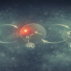 Méthylfolate : attention aux profils sensibles