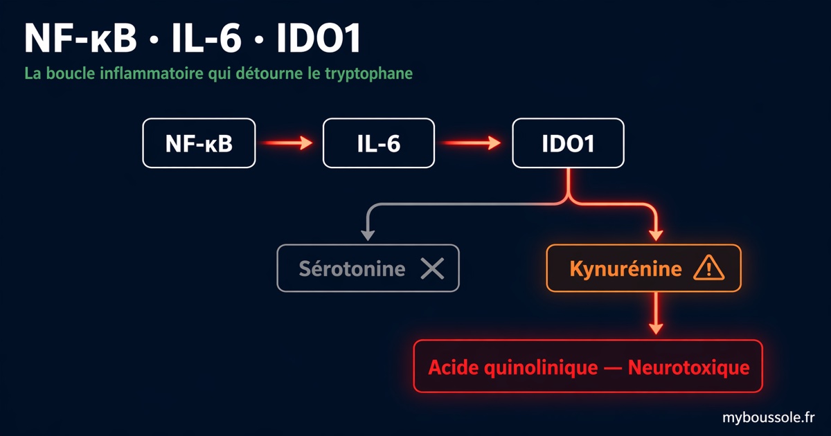 NF-κB, IL-6 et IDO1 : comment l'inflammation chronique détourne votre tryptophane