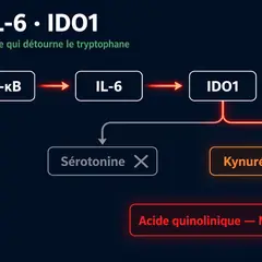 NF-κB, IL-6 et IDO1 : boucle inflammatoire