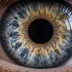 L'œil dans le Covid long, l'EM/SFC et la fibromyalgie