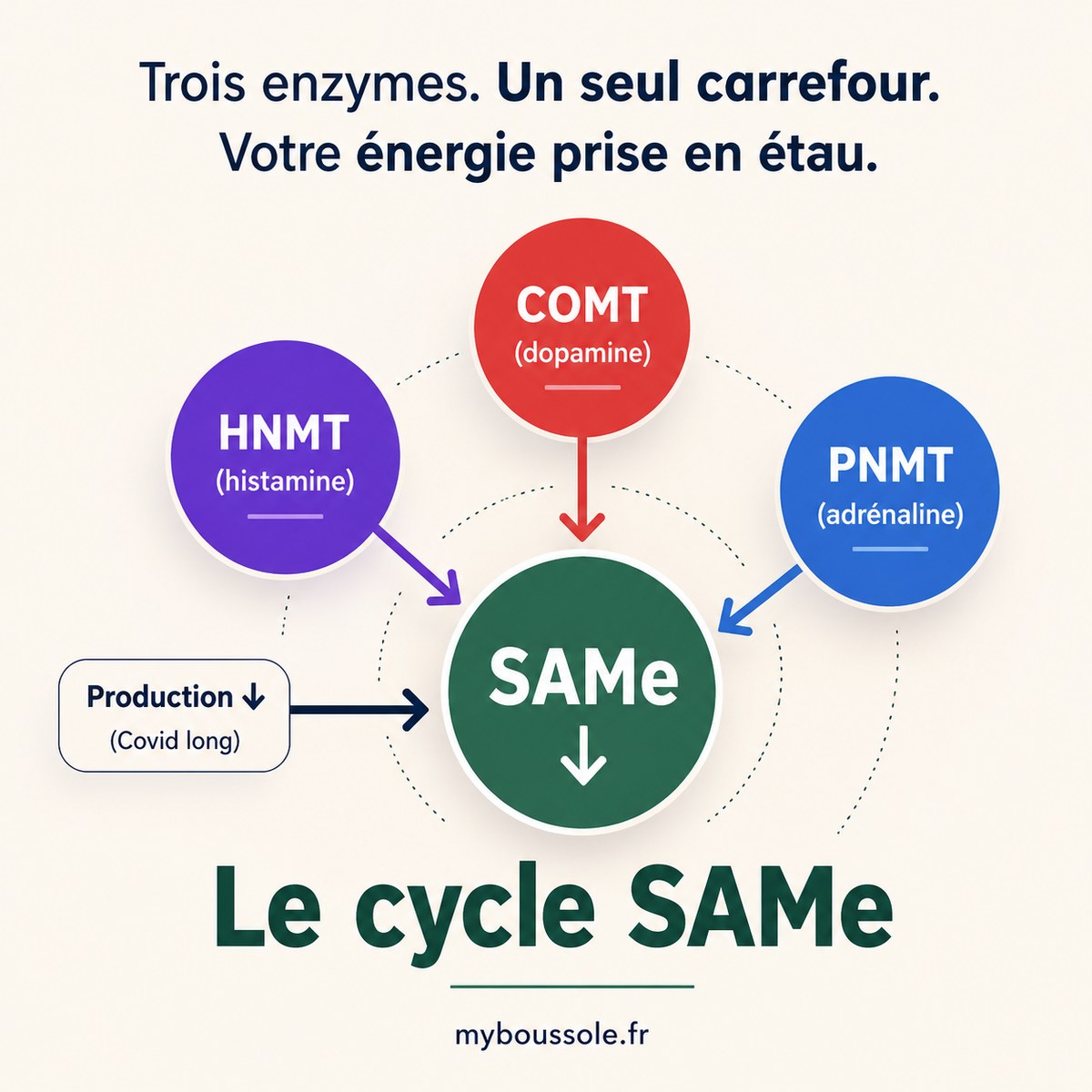 Schéma : HNMT, COMT, PNMT en compétition sur le pool SAMe — Covid long et cycle de méthylation