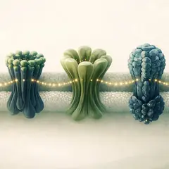 Chaîne respiratoire mitochondriale et cofacteurs