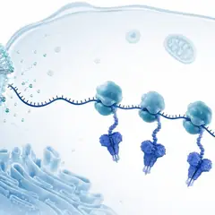 Vaccin ARNm : mécanisme et biodistribution