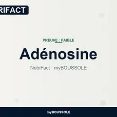 Adénosine : sommeil et caféine – NutriFact myBoussole